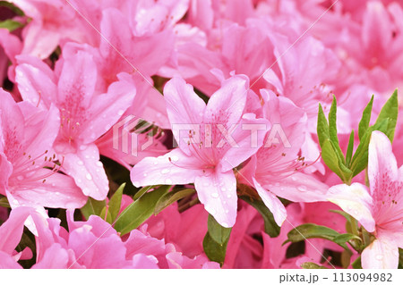 美しいツツジ　水滴付き　(ヒラドツツジ：azalea water drops) 113094982