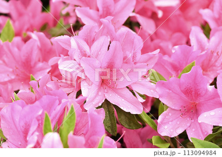 美しいツツジ　水滴付き　(ヒラドツツジ：azalea water drops) 113094984