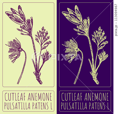 Vector drawing CUTLEAF ANEMONE. Hand drawn illustration. The Latin name is PULSATILLA PATENS L Vector drawing CUTLEAF ANEMONE. Hand drawn illustration. The Latin name is PULSATILLA PATENS L 113094987