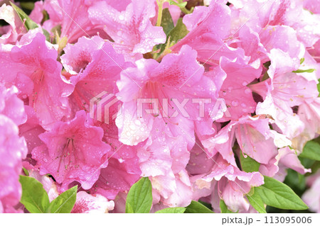 美しいツツジ　水滴付き　(ヒラドツツジ：azalea water drops) 113095006