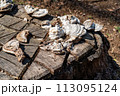 乾燥したキノコと古い切り株 113095124