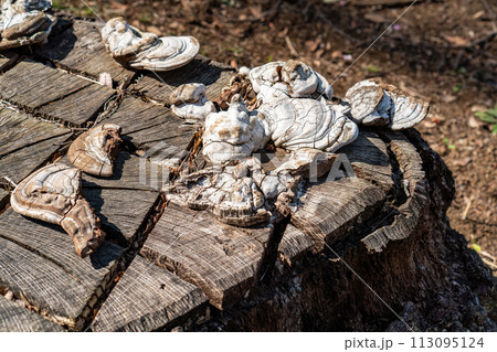 乾燥したキノコと古い切り株 113095124