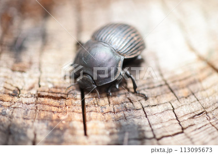 フンコロガシ(スカラベ)の1種 フンコロガシ(スカラベ)の1種 113095673