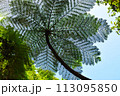 巨大なシダ植物 113095850