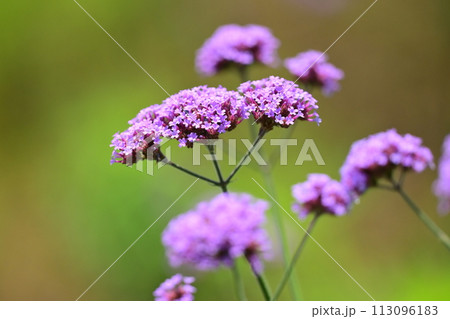 三尺バーベナ(ヤナギハナガサ/Verbena bonariensis) 三尺バーベナ(ヤナギハナガサ/Verbena bonariensis) 113096183