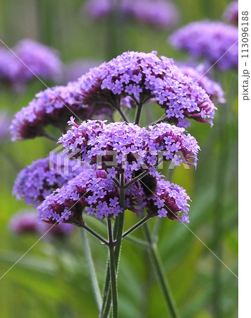 三尺バーベナ（ヤナギハナガサ／Verbena bonariensis） 113096188
