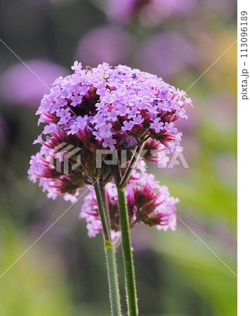 三尺バーベナ（ヤナギハナガサ／Verbena bonariensis） 113096189