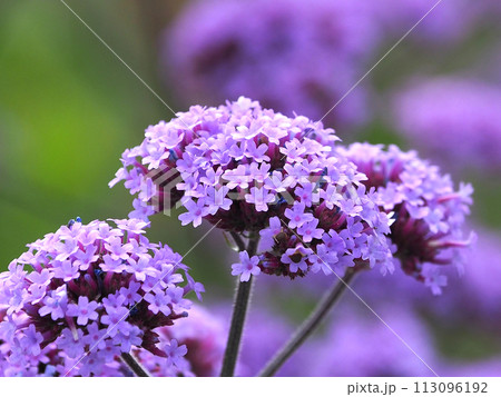 三尺バーベナ(ヤナギハナガサ/Verbena bonariensis) 三尺バーベナ(ヤナギハナガサ/Verbena bonariensis) 113096192