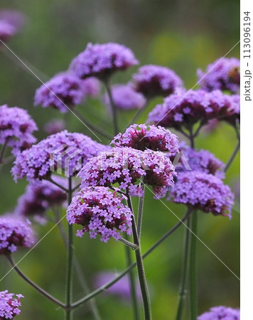 三尺バーベナ(ヤナギハナガサ/Verbena bonariensis) 三尺バーベナ(ヤナギハナガサ/Verbena bonariensis) 113096194