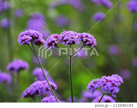 三尺バーベナ（ヤナギハナガサ／Verbena bonariensis） 113096195