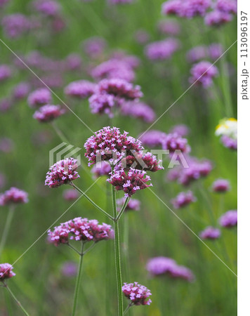 三尺バーベナ（ヤナギハナガサ／Verbena bonariensis） 113096197
