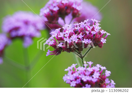 三尺バーベナ(ヤナギハナガサ/Verbena bonariensis) 三尺バーベナ(ヤナギハナガサ/Verbena bonariensis) 113096202