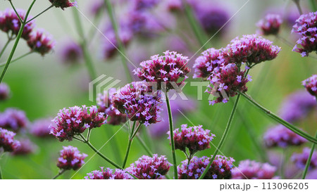 三尺バーベナ(ヤナギハナガサ/Verbena bonariensis) 三尺バーベナ(ヤナギハナガサ/Verbena bonariensis) 113096205