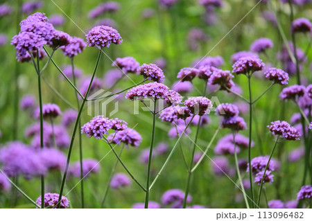 バーベナ（三尺バーベナ／ヤナギハナガサ／Verbena bonariensis） 113096482