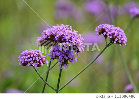バーベナ（三尺バーベナ／ヤナギハナガサ／Verbena bonariensis） 113096490