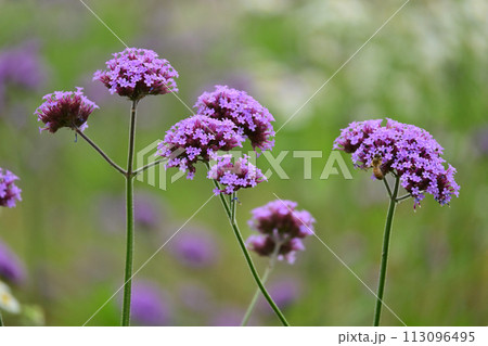 バーベナ(三尺バーベナ/ヤナギハナガサ/Verbena bonariensis) バーベナ(三尺バーベナ/ヤナギハナガサ/Verbena bonariensis) 113096495