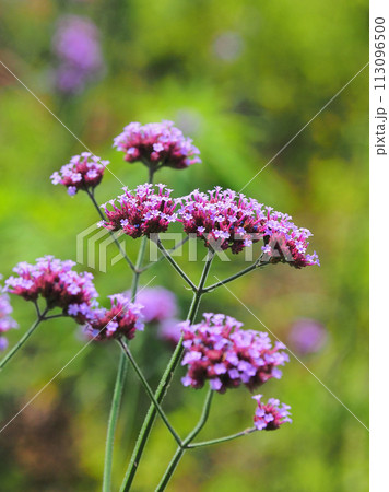 バーベナ(三尺バーベナ/ヤナギハナガサ/Verbena bonariensis) バーベナ(三尺バーベナ/ヤナギハナガサ/Verbena bonariensis) 113096500