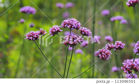 バーベナ(三尺バーベナ/ヤナギハナガサ/Verbena bonariensis) バーベナ(三尺バーベナ/ヤナギハナガサ/Verbena bonariensis) 113096501