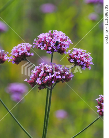 バーベナ(三尺バーベナ/ヤナギハナガサ/Verbena bonariensis) バーベナ(三尺バーベナ/ヤナギハナガサ/Verbena bonariensis) 113096505