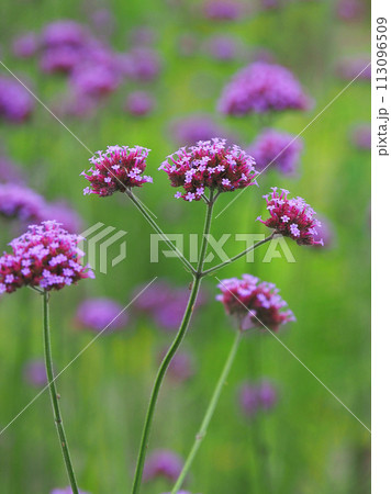 バーベナ（三尺バーベナ／ヤナギハナガサ／Verbena bonariensis） 113096509