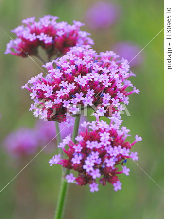 バーベナ(三尺バーベナ/ヤナギハナガサ/Verbena bonariensis) バーベナ(三尺バーベナ/ヤナギハナガサ/Verbena bonariensis) 113096510