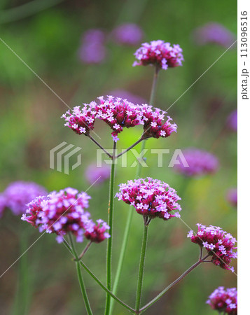 バーベナ(三尺バーベナ/ヤナギハナガサ/Verbena bonariensis) バーベナ(三尺バーベナ/ヤナギハナガサ/Verbena bonariensis) 113096516