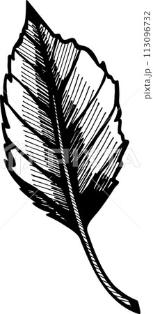 Apple trees branch. Hand drawn engraving style illustrations vector. 113096732