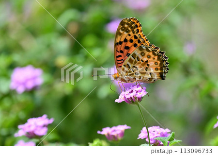 チョウ（ツマグロヒョウモン）Indian Fritillary 113096733