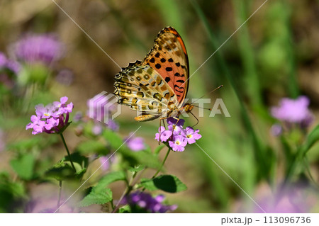 チョウ(ツマグロヒョウモン)Indian Fritillary チョウ(ツマグロヒョウモン)Indian Fritillary 113096736