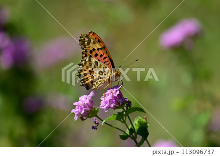 チョウ（ツマグロヒョウモン）Indian Fritillary 113096737