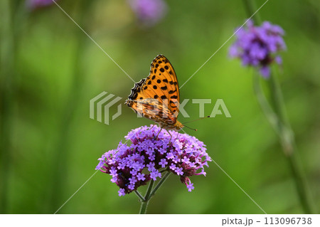 チョウ(ツマグロヒョウモン)Indian Fritillary チョウ(ツマグロヒョウモン)Indian Fritillary 113096738