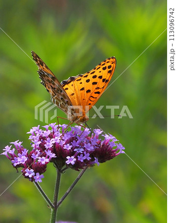 チョウ（ツマグロヒョウモン）Indian Fritillary 113096742