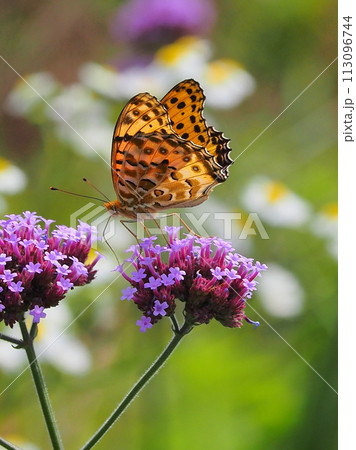 チョウ(ツマグロヒョウモン)Indian Fritillary チョウ(ツマグロヒョウモン)Indian Fritillary 113096744