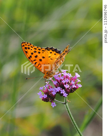 チョウ(ツマグロヒョウモン)Indian Fritillary チョウ(ツマグロヒョウモン)Indian Fritillary 113096746
