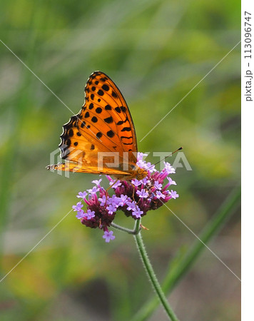 チョウ（ツマグロヒョウモン）Indian Fritillary 113096747