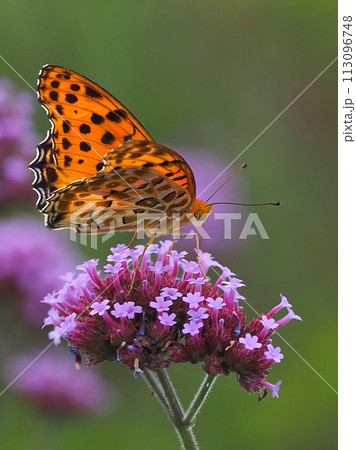チョウ（ツマグロヒョウモン）Indian Fritillary 113096748
