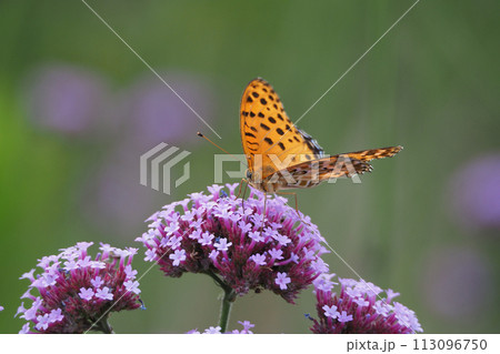 チョウ（ツマグロヒョウモン）Indian Fritillary 113096750
