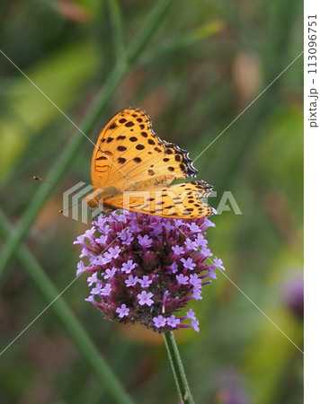チョウ（ツマグロヒョウモン）Indian Fritillary 113096751