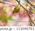 河津桜の密を探すメジロ 113096761