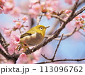 河津桜で休憩するメジロ 113096762