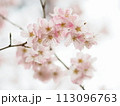 春の訪れを告げる桜 113096763