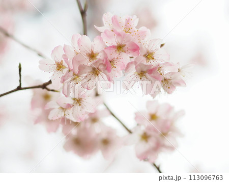 春の訪れを告げる桜 113096763