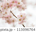 春の訪れを告げる桜 113096764