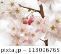 春の訪れを告げる桜 113096765