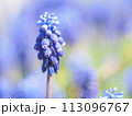 春色の中のムスカリ 113096767