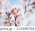 晴天の満開さくら 113096768