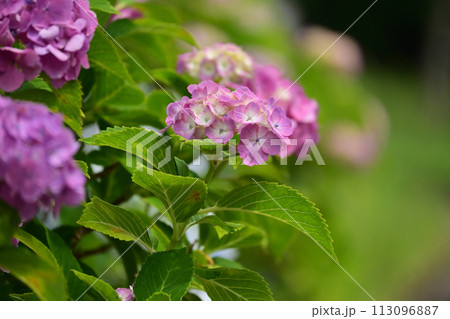 アジサイ(hydrangea) 113096887