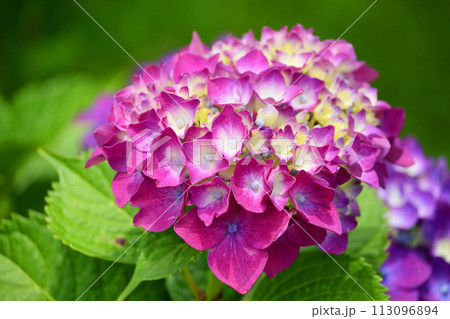 アジサイ(hydrangea) アジサイ(hydrangea) 113096894