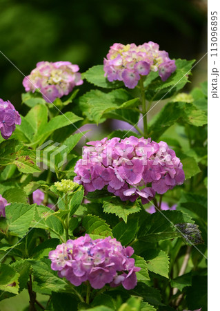アジサイ(hydrangea) 113096895