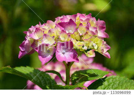 アジサイ(hydrangea) 113096899